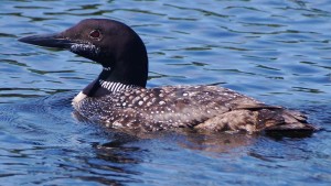 Loon on the Turtle Flambeau Flowage